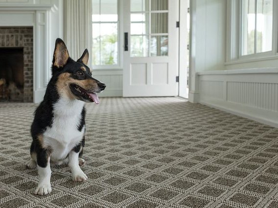 Happy dog in living room with patterned Anderson Tuftex carpet by Shaw from Flooring Xpress Enterprise in Chicago